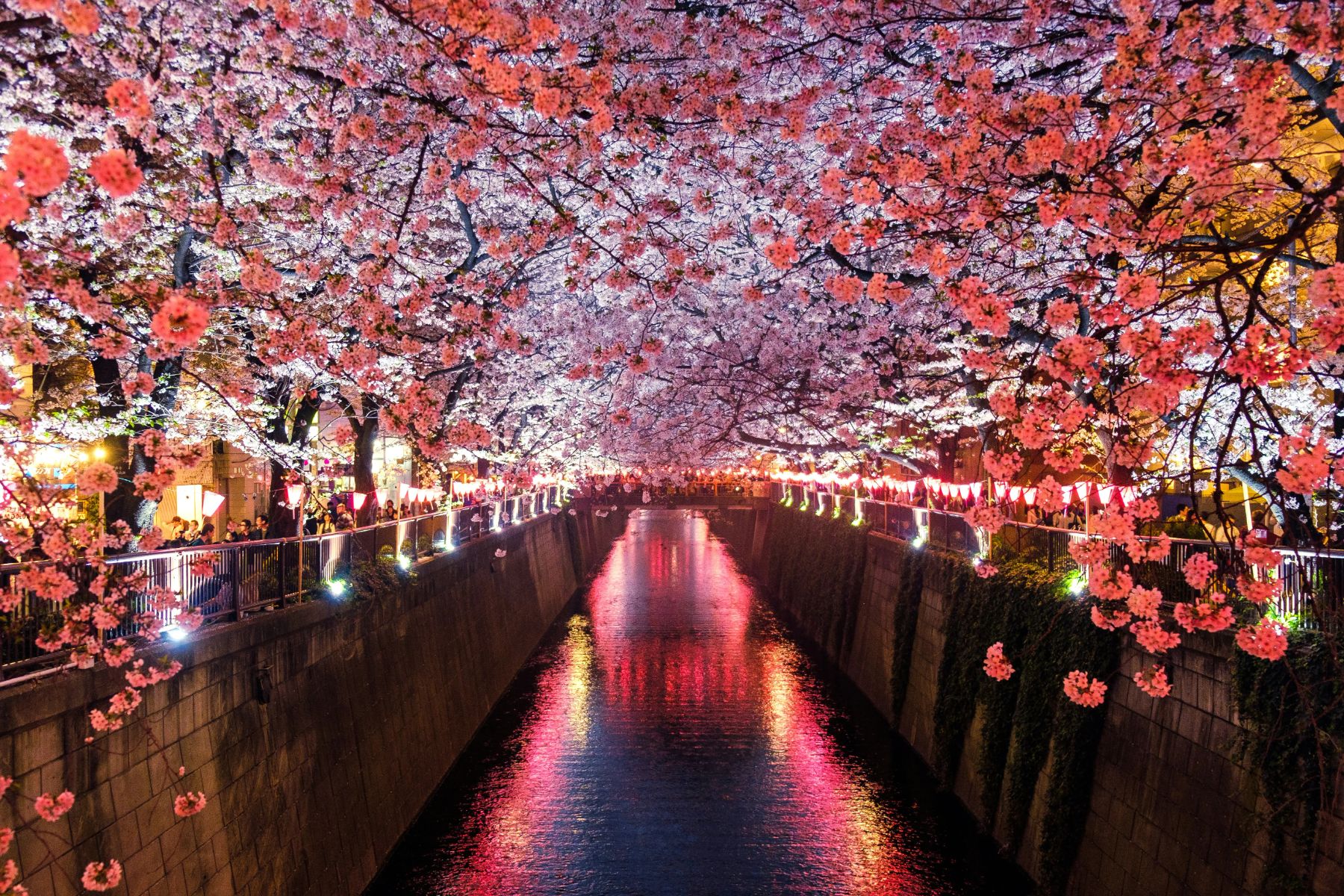 Japan Cherry Blossom Season