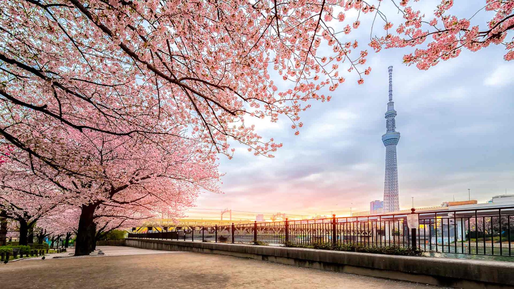 What Makes Sakura Season Special?