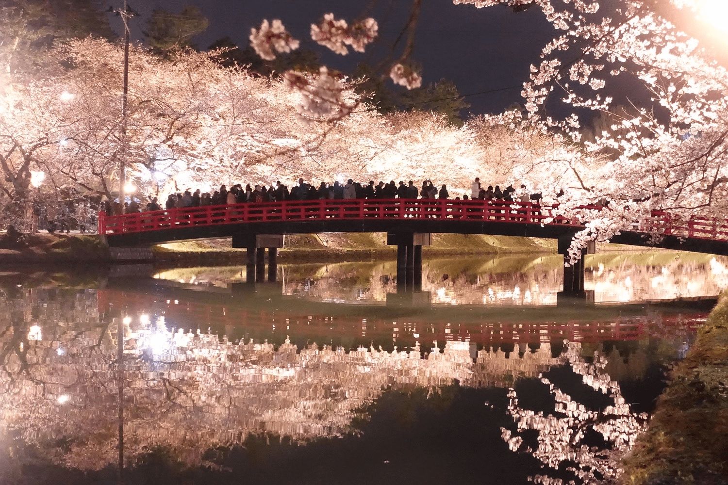 Top Cherry Blossom Spots in Tokyo, Kyoto & Osaka
